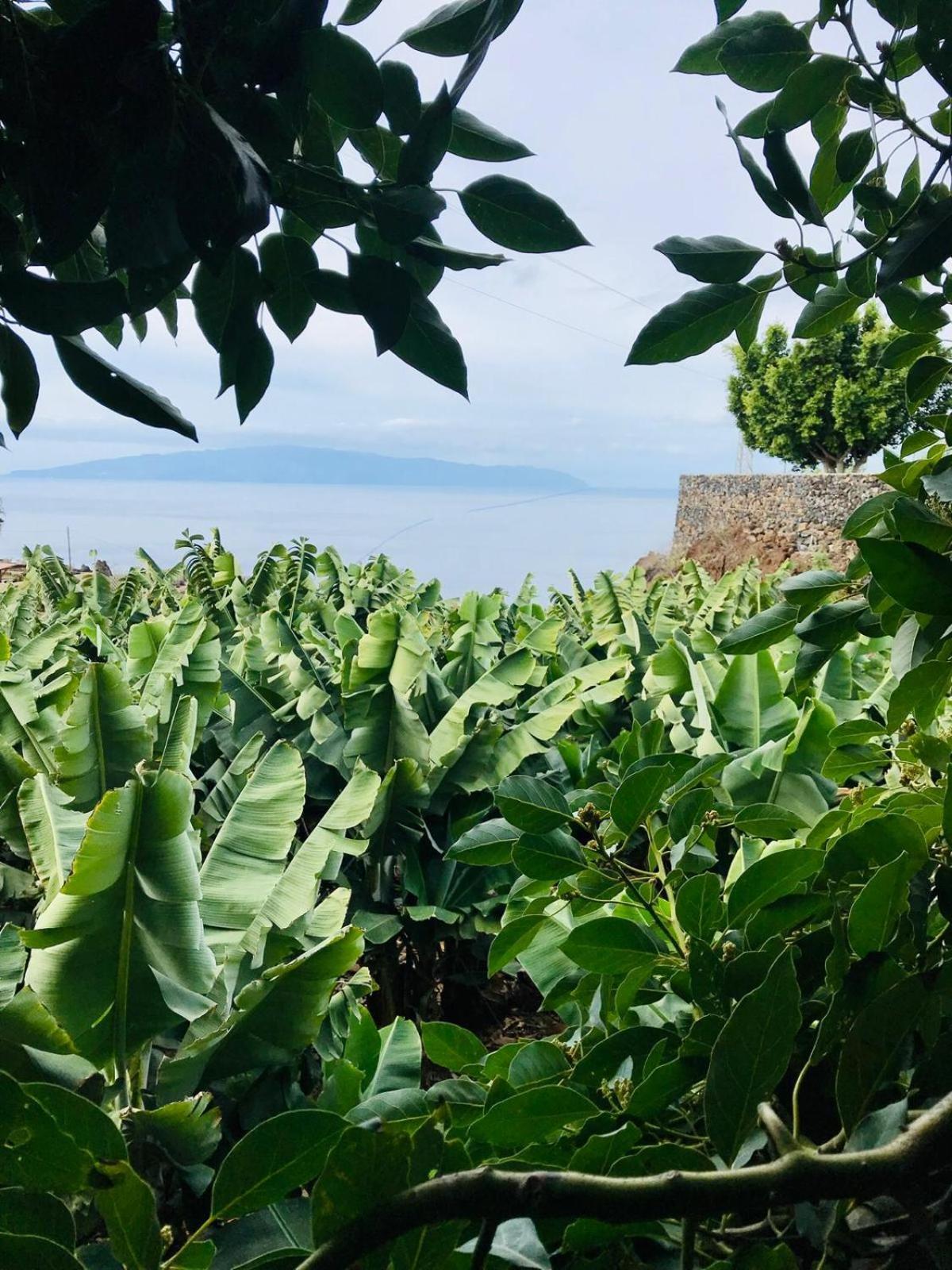 Fincaecoamaro Puerto de Santiago  Zewnętrze zdjęcie